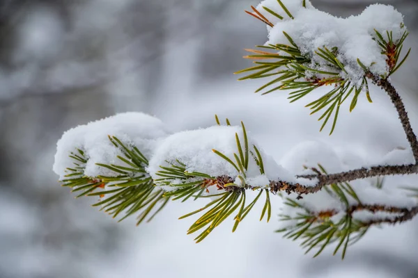 Kış Çam Dalı Kapatın Kar Bir Çok — Stok fotoğraf