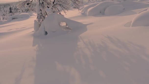 Взимку Фінляндії Рідкісні Дерева Покриті Снігом Встановлююче Сонце Може Розглядатися — стокове відео