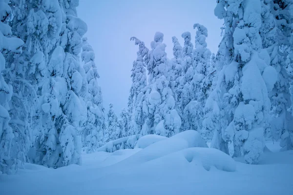 Finlandiya Akşam Kış Orman Toprak Ağaç Dalları Üzerinde Kar Bir — Stok fotoğraf
