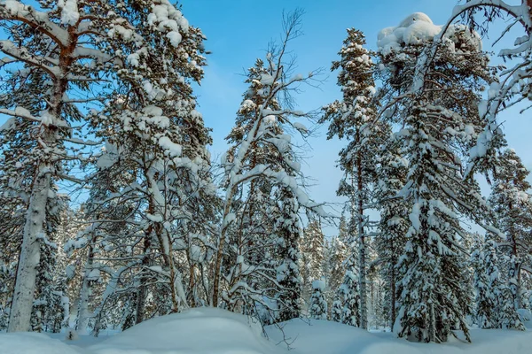 Finlandiya Gün Kış Orman Toprak Ağaç Dalları Üzerinde Kar Bir — Stok fotoğraf