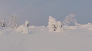 Finlandiya. Lapland. Kısa kış günü. Güçlü bir sis ile gökyüzünde güneş. Nadir ağaçlar ve bol karlı. Panorama