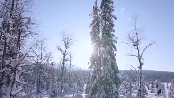 芬兰的森林 冬季阳光明媚的日子 地上有很多雪 树枝也有树枝 垂直全景 — 图库视频影像