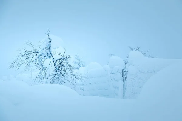 Akşam Kış Alan Bush Çit Kar Büyük Miktarda Nedeniyle Neredeyse — Stok fotoğraf
