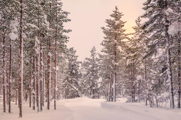 Fin Lapland Bir Sürü Çam Ormanı Karda Güneş Çok Bulutlu — Stok fotoğraf
