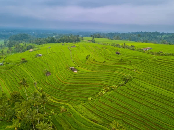 Indonézia Rizs Rizsföldeken Bali Szigetén Este Után Eső Felhős Légifelvételek — Stock Fotó