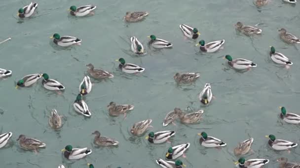 Ördek Gölet Bir Sürü Onların Ördek Işlerine Yüzüyor Ağır Çekim — Stok video