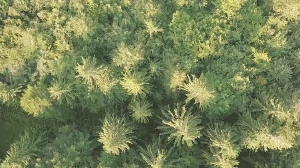 Bosque Coníferas Gruesas Vista Aérea Levántate Verticalmente — Vídeos de Stock