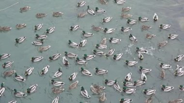 Birçok ördek gölet onların ördek işlerine yüzüyor. Ağır çekim