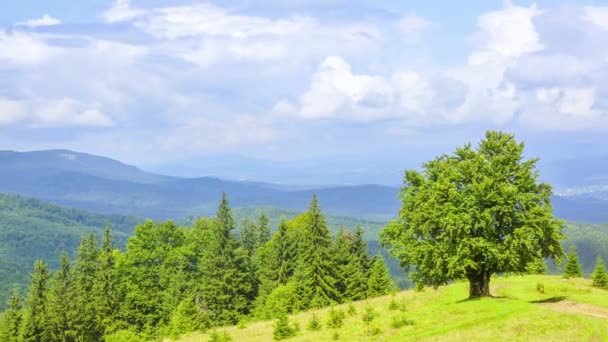 Basse Montagne Coperte Foreste Albero Solitario Nel Prato Tempo Estivo — Video Stock