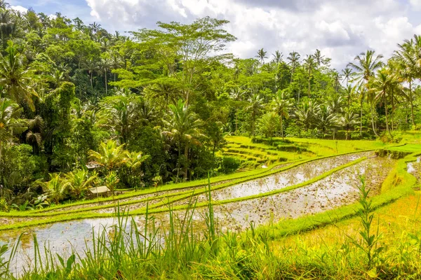 Teraszok és dzsungel veszi körül rizsföldeken — Stock Fotó
