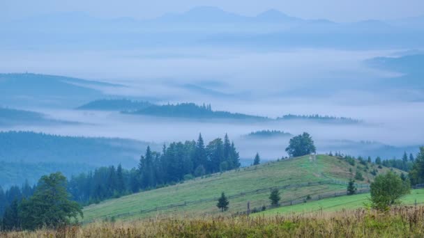 Karpaten Bedekt Met Bos Zomer Ochtend Mist Vallei Blauwe Pieken — Stockvideo