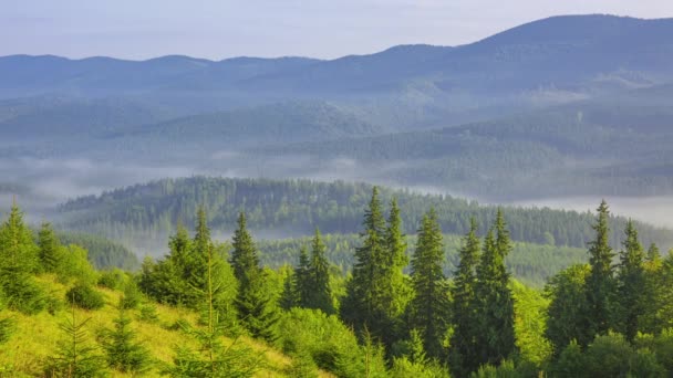 Letni Poranek Zalesionych Górach Słońce Rozświetla Trawę Spruces Dolinie Między — Wideo stockowe