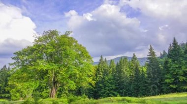 Yaz Kayran Dağları nın zemin karşı ormanda. Eski ağaç. Güneşli havalarda ve bulutlar gökyüzünde hızlı bir şekilde çalıştırın. Zaman atlamalı