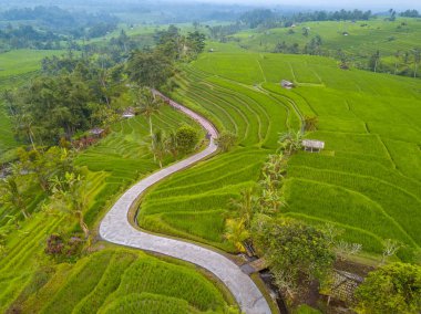Pirinç tarlaları ve sarma yolu. Havadan görünümü