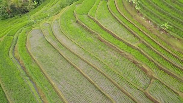 Indonésie. L'île de Bali. Terrasses de rizières par temps nuageux. Vol lent. Vue aérienne 