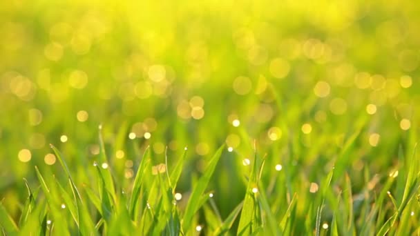 春天的早晨 黎明的阳光下的草地 新鲜绿草上的露珠 无缝循环 — 图库视频影像