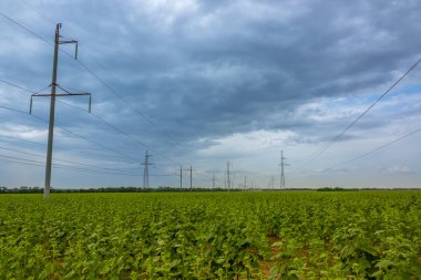 Yeşil Ayçiçeği ve Elektrik Hatları Tarlası
