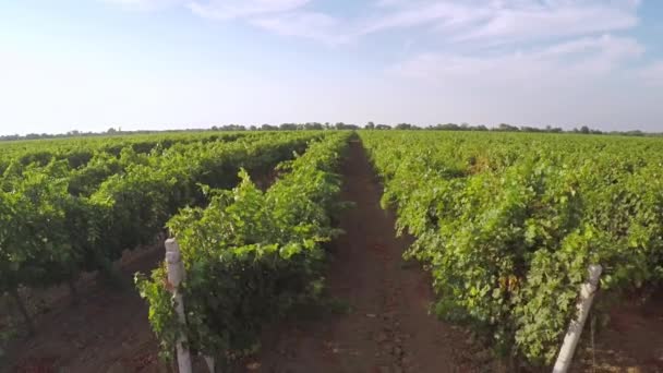 Spring Vineyard Sunny Day Many Rows Aerial View — Stock Video