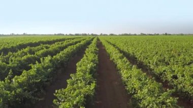 Güneşli bir bahar günü. Birçok sıra yeşil bağ. Havadan görünüm