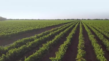 Güneşli bir bahar gününde üzüm bağlarıyeşil yeşillik. Havadan görünüm