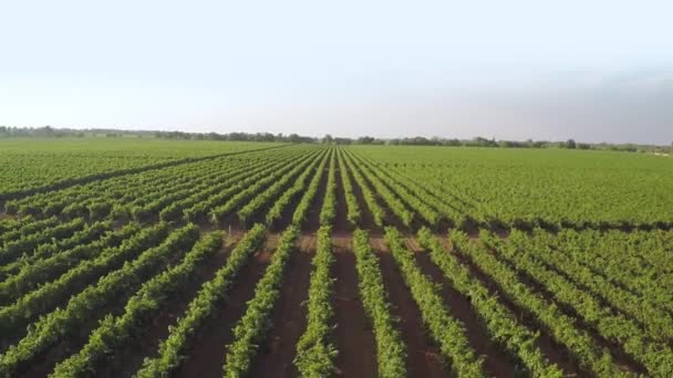 Frühling Viele Reihen Grüner Weinberge Einem Sonnigen Tag Luftbild — Stockvideo