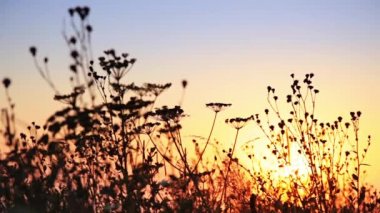 Bulutsuz yaz günbatımı. Bozkır otlarının siluetleri hafif rüzgarda titriyor.