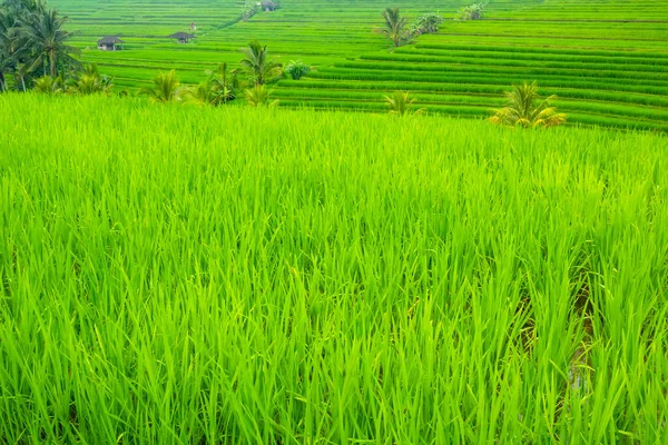 Endonezya 'da. Pirinç tarlalarının akşam terasları. Kulübeler ve palmiye ağaçları