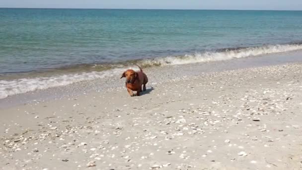Солнечный Дикий Пляж Берегу Моря Собака Таксы Стряхивает Воду После — стоковое видео
