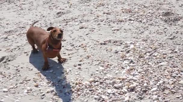 Słoneczna Dzika Plaża Dachshund Pies Zrzuca Wodę Kąpieli Zwolniony Ruch — Wideo stockowe