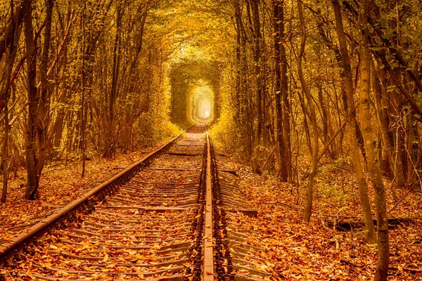 우크라이나에서 사랑의 낙엽수림을 철도로 가을의 로열티 프리 스톡 사진