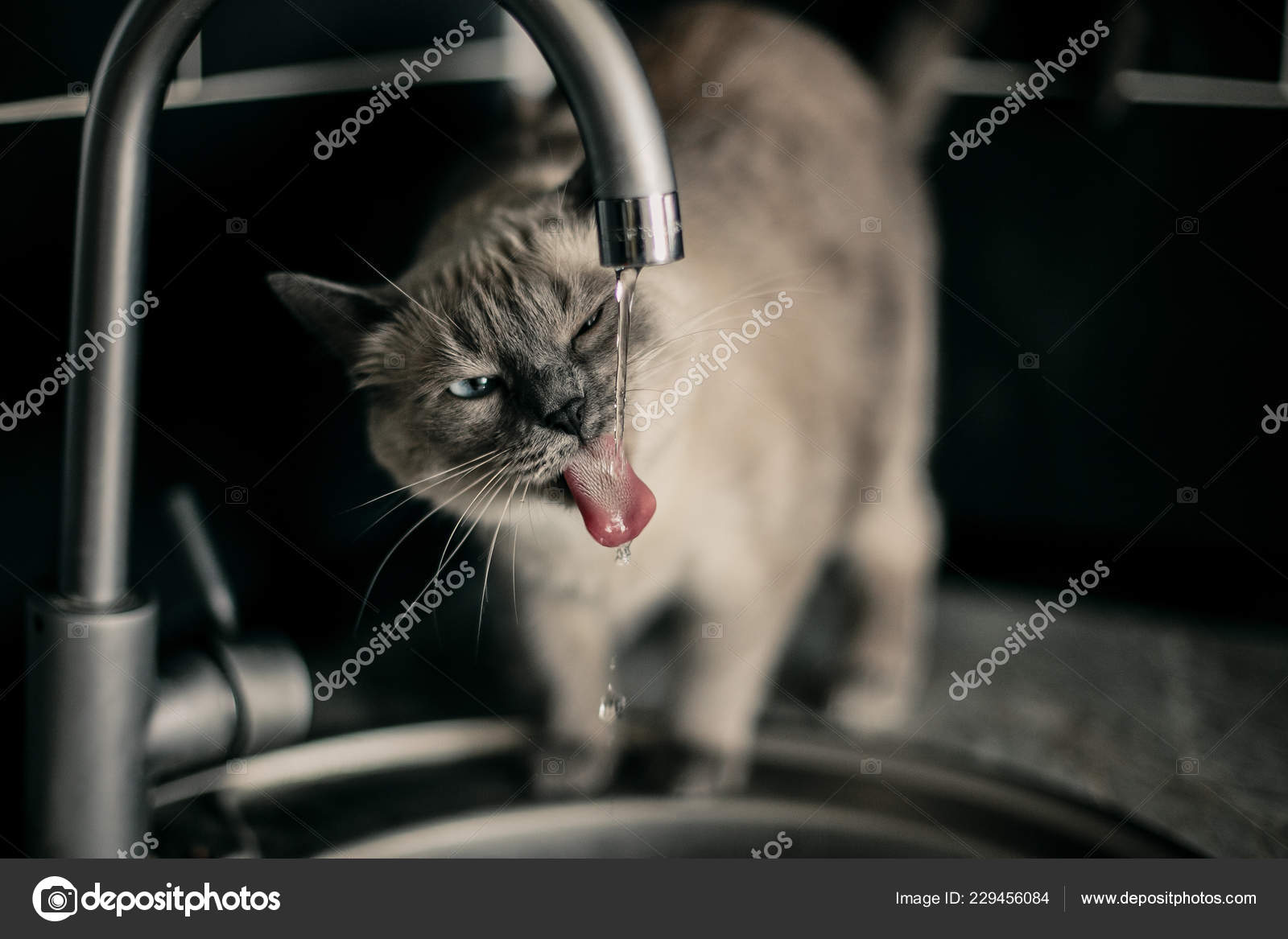 Grey Cat Trying Drinking Water Water Faucet Stock Photo by ©nemchenko