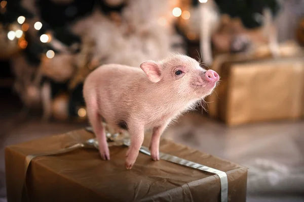 1 7 Mini Pig Stock Photos Free Royalty Free Mini Pig Images Depositphotos