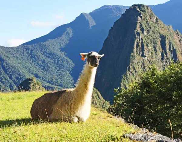 Llama Descansando Machu Picchu Sitio Las Famosas Ruinas Incas Alto — Foto de Stock