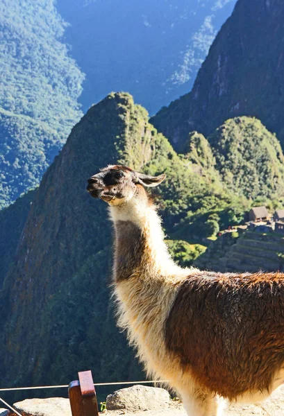 Llama Con Vistas Machu Picchu Sitio Las Famosas Ruinas Incas — Foto de Stock