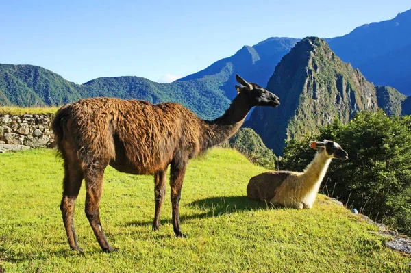 Llama Descansando Machu Picchu Sitio Las Famosas Ruinas Incas Alto — Foto de Stock