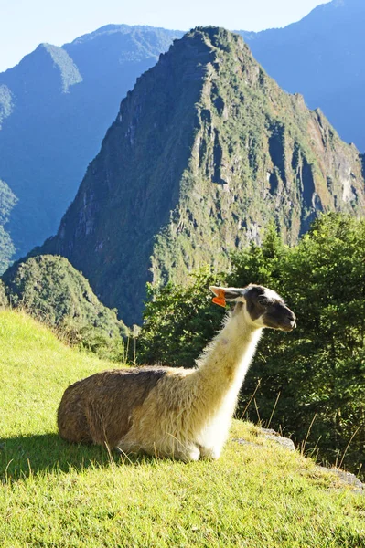 Llama Descansando Machu Picchu Sitio Las Famosas Ruinas Incas Alto — Foto de Stock