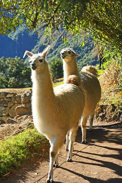 Machu Picchu'da Llamas, Peru'daki And Dağları'nın yükseklerinde ünlü İnka harabelerinin bulunduğu yer