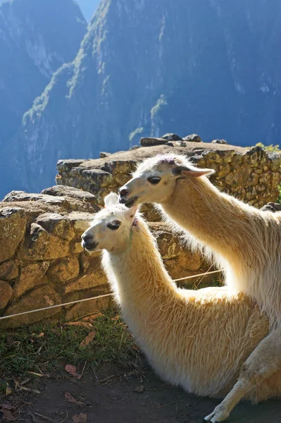 Llamas Birlikte Machu Picchu, Peru And dağlarıyüksek ünlü İnka kalıntıları sitede dinleniyor