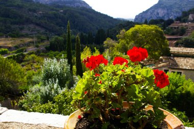 Bir tencerede Valdemossa, Mallorca, İspanya güzel görünümünde arka plan üzerinde kırmızı çiçek