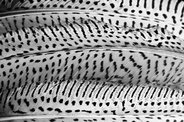 Keklik tüyleri, siyah-beyaz renkli arka plan