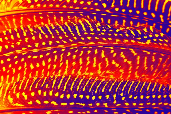 Keklik tüyler, mor, kırmızı, turuncu, kötü amaçlı bir gradyan ile renkli arka plan