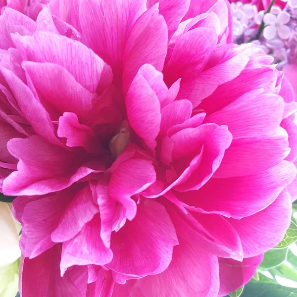 Beautiful gently pink peony flower with veins close-up