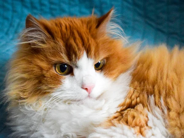一只美丽的红色柔和的西伯利亚猫, 带着严肃的专注造型. — 图库照片