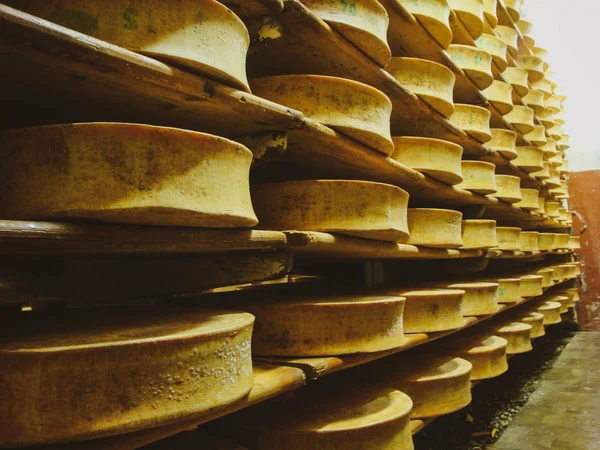 Estantes con apetitoso queso amarillo listo en el sótano en una pequeña lechería de queso —  Fotos de Stock