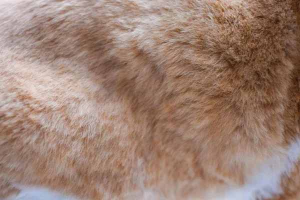 Katzenfell Textur Hintergrund, flauschig geschert weiß und rot — Stockfoto