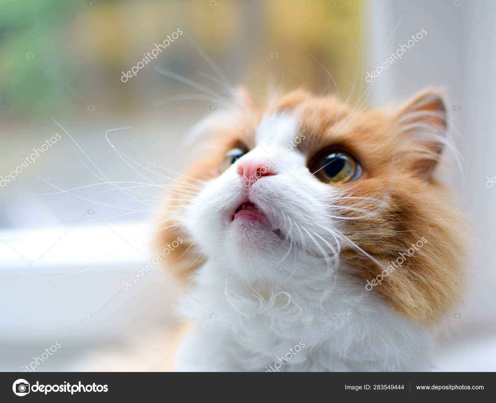 Fluffy Cat Breeds White And Orange Long Haired Cat White With