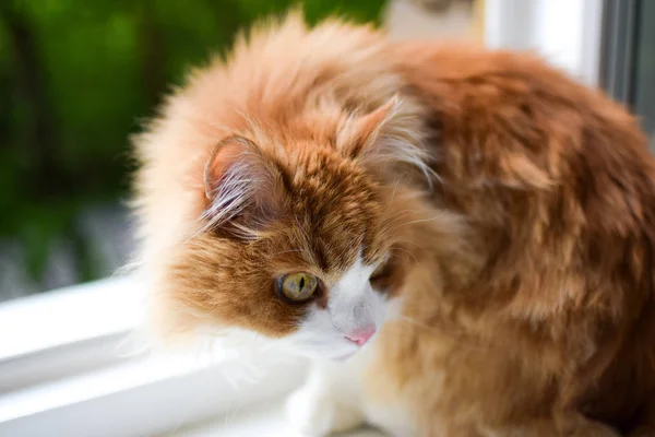 Aufmerksames und wachsames Rot mit weißer, flauschiger Katze, die auf einem weißen Fensterbrett sitzt — Stockfoto