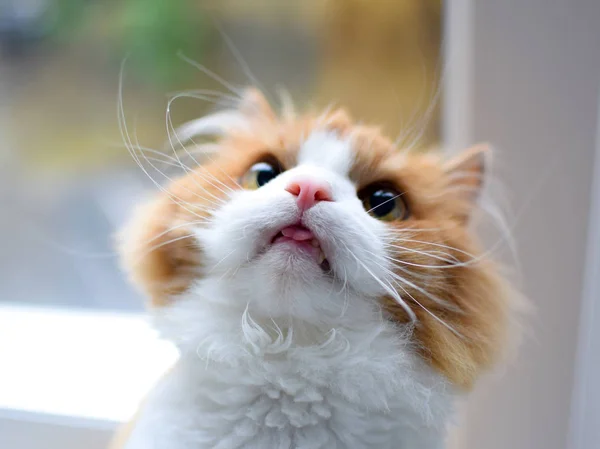 Branco com raça gato fofo vermelho siberiano senta-se na janela e cuidadosamente olha para cima colando a língua para fora — Fotografia de Stock