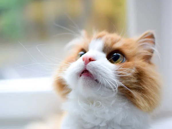 güzel sarı gözlü kırmızı kabarık kedi ile beyaz dikkatle pencereye karşı bakar