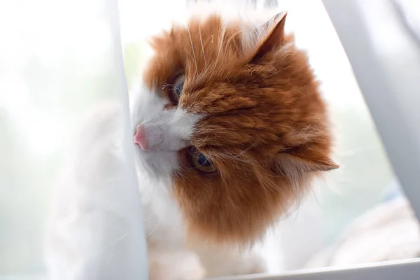 Weiß-rote flauschige Katzenrasse sibirischer Rasse schnüffelt nachdenklich den Vorhang — Stockfoto